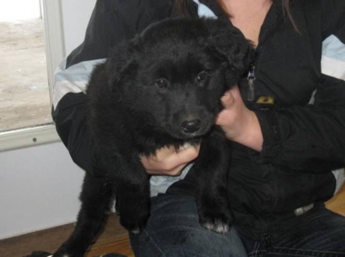 Black Collie Labrador