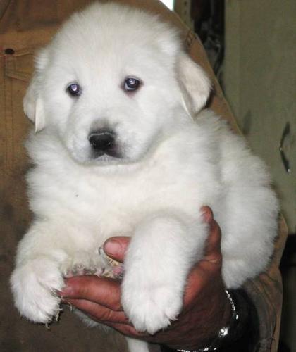 Great Pyrenees Puppies Prices