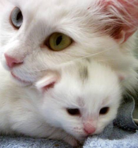 Turkish Angora Kittens in